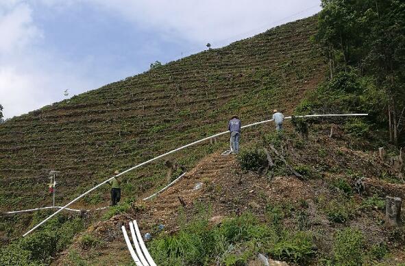 巧用滴灌，農(nóng)專(zhuān)家手把手教你種出好柚子！